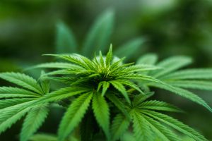 Cannabis und Auto fahren gleichzeitig?